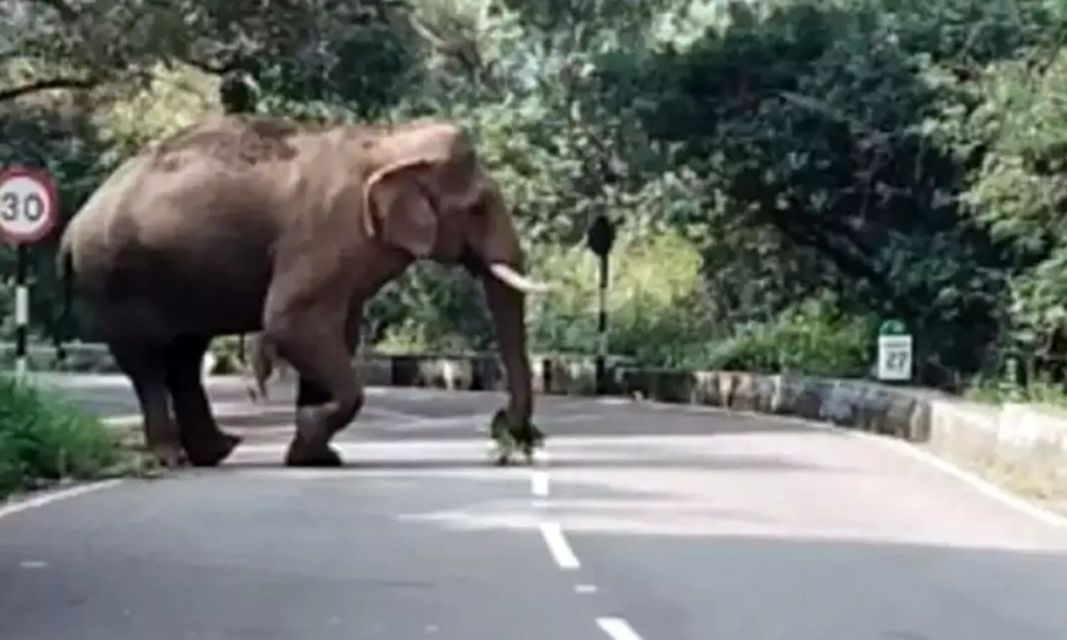 ജനവാസ കേന്ദ്രങ്ങളിൽ ചുറ്റിക്കറങ്ങി ‘ചില്ലിക്കൊമ്പൻ’