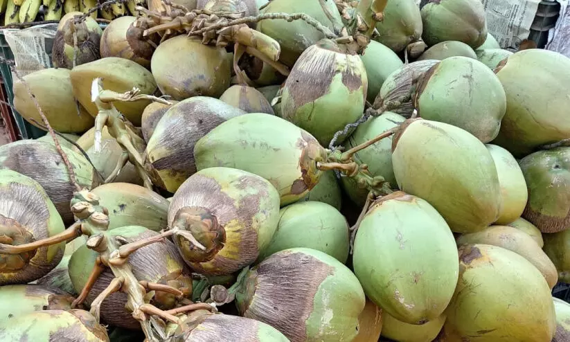 ചൂടൊരു രക്ഷയുമില്ല; കരിക്കിന് വില 60