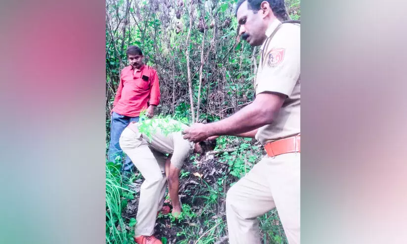 ചിലന്തിയാറിൽ കഞ്ചാവ്​ കൃഷി നശിപ്പിച്ചു