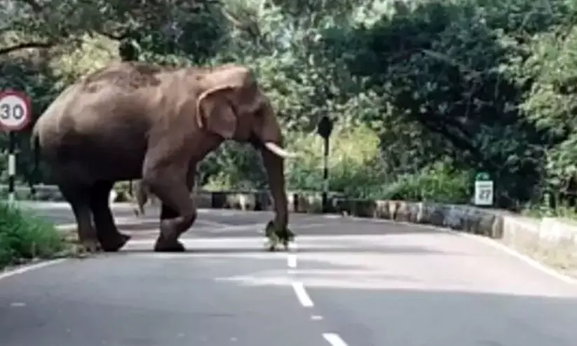 ജനവാസ കേന്ദ്രങ്ങളിൽ ചുറ്റിക്കറങ്ങി ‘ചില്ലിക്കൊമ്പൻ’