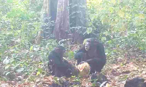 മനുഷ്യർ മാത്രമല്ല, മൃഗങ്ങളും വിരുന്നൂട്ടും;   ചിമ്പാൻസികൾ ‘മദ്യം’ പങ്കിട്ട് കഴിക്കുന്നത് കാമറയിൽ