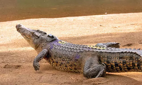 crocodile