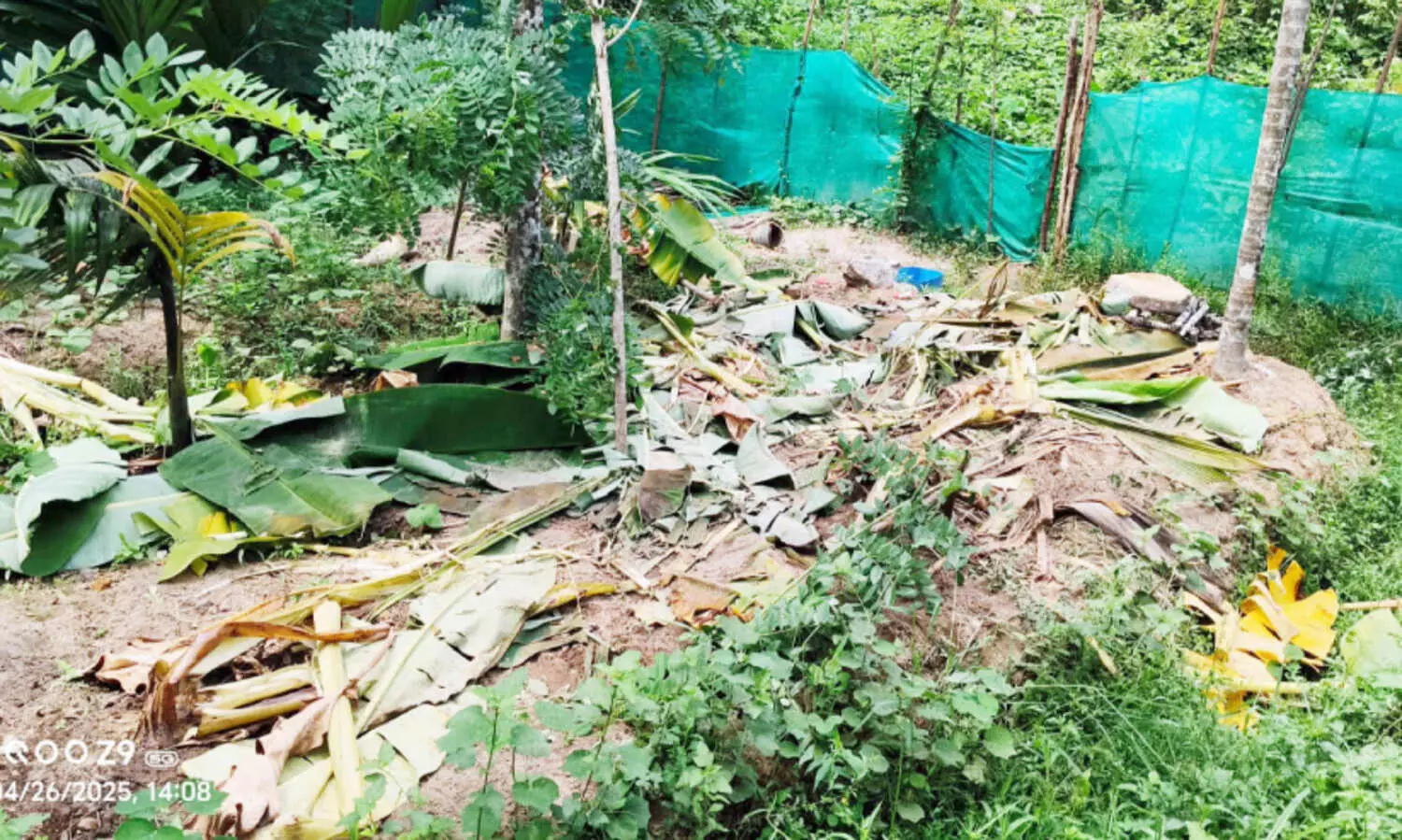 കാട്ടാനക്കൂട്ടം കാടിറങ്ങി; വൻ കൃഷി നാശം