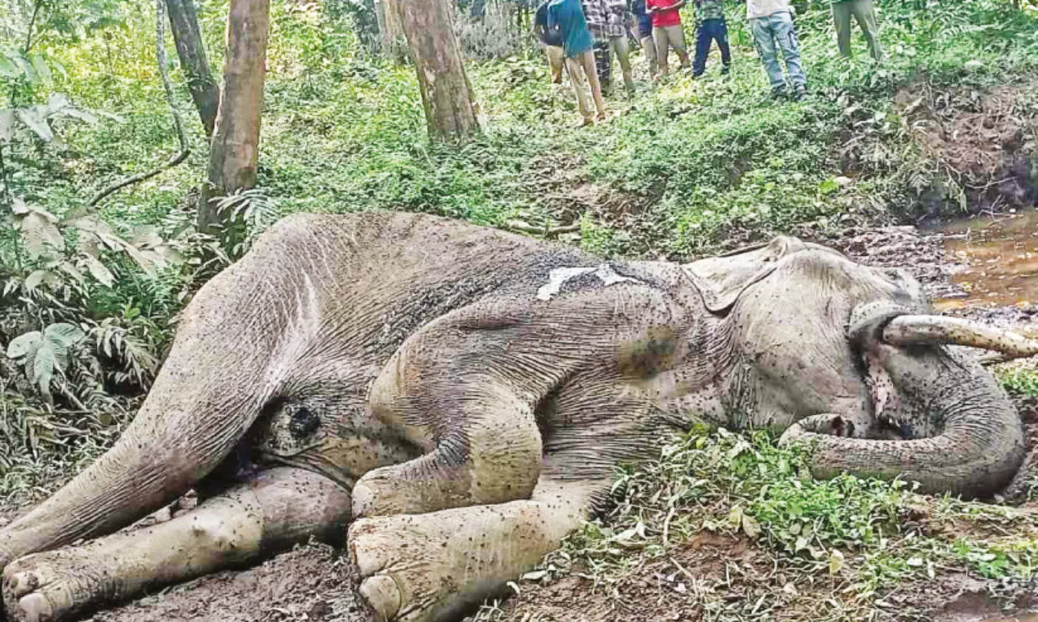 അട്ടപ്പാടിയിൽ അവശ നിലയിൽ കണ്ടെത്തിയ കാട്ടാന ചരിഞ്ഞു