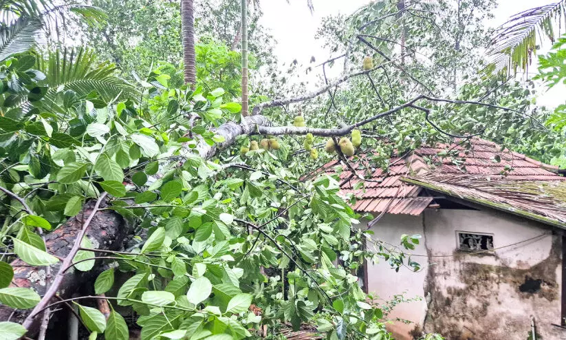 കാറ്റും മഴയും; ഇടവെട്ടിയിൽ വ്യാപക നാശം