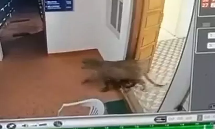 ആരുമില്ലേ ഇവിടെ...! -പൊലീസ് സ്റ്റേഷനിൽ കയറിച്ചെന്ന് പുള്ളിപ്പുലി VIDEO