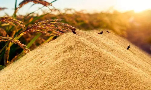 പ്രതിഷേധം ശക്തം; കൊയ്തെടുത്ത 37,477.47 ടൺ നെല്ല് കെട്ടിക്കിടക്കുന്നു പ്രതിഷേധം ശക്തം; കൊയ്തെടുത്ത 37,477.47 ടൺ നെല്ല് കെട്ടിക്കിടക്കുന്നു