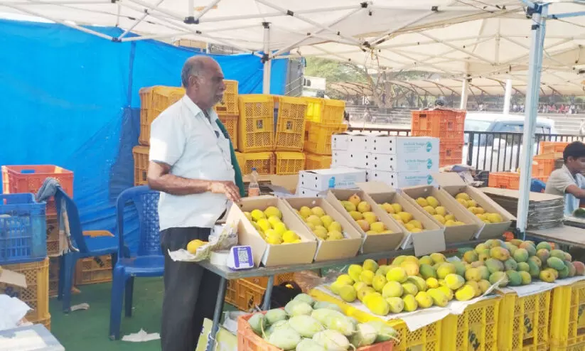 മാമ്പഴ പ്രേമികള്ക്ക് ഉത്സവക്കാലം; സജീവമായി മാമ്പഴ മേള; രുചിയോളം തീർത്ത് ഭക്ഷ്യമേള മാമ്പഴ പ്രേമികള്ക്ക് ഉത്സവക്കാലം; സജീവമായി മാമ്പഴ മേള; രുചിയോളം തീർത്ത് ഭക്ഷ്യമേള