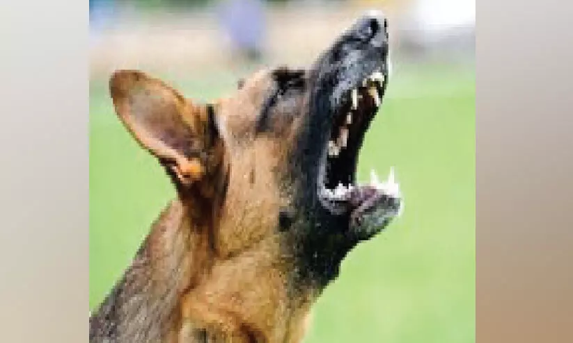 മേത്തലയിൽ തെരുവ് നായ് വിളയാട്ടം മേത്തലയിൽ തെരുവ് നായ് വിളയാട്ടം