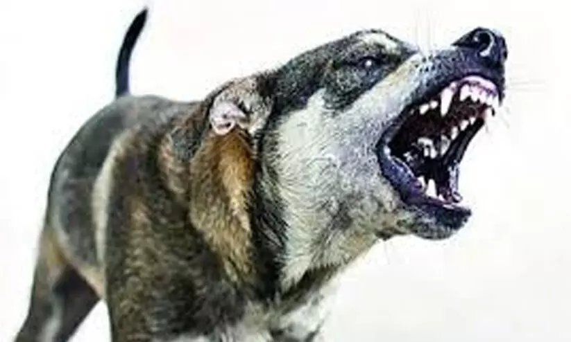 തെരുവുനായ്​ക്കളുടെ ശല്യത്തിൽ പൊറുതിമുട്ടി നാട്ടുകാർ