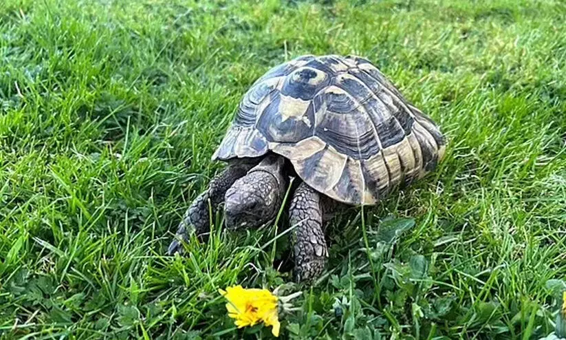 വളർത്തുമൃഗമായ ആമയെ കാണാതായി; മാസങ്ങൾക്കു ശേഷം കണ്ടെത്തി വളർത്തുമൃഗമായ ആമയെ കാണാതായി; മാസങ്ങൾക്കു ശേഷം കണ്ടെത്തി