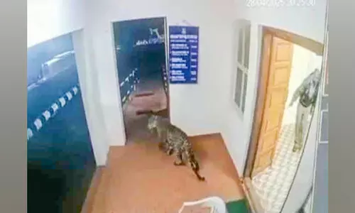 പൊ​ലീ​സ് സ്റ്റേ​ഷ​നി​ൽ മിന്നൽ ‘പരിശോധന’ക്കെത്തി പുള്ളിപ്പുലി