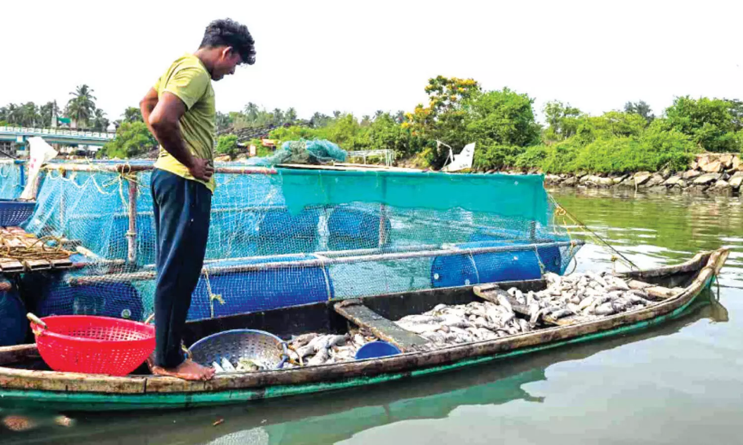 ഭാരതപ്പുഴയിൽ ചത്തുപൊങ്ങിയത് 30 ല​ക്ഷം രൂപയുടെ മ​ത്സ്യ​ങ്ങ​ൾ