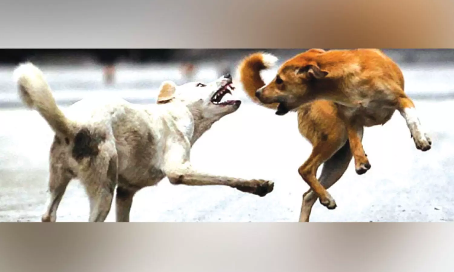 ഉ​ദ്ഘാ​ട​ന​ത്തി​നൊ​രു​ങ്ങു​ന്ന പെ​രു​വ​ള്ളൂ​ർ സ്റ്റേ​ഡി​യം പ​രി​സ​രം   തെ​രു​വു​നാ​യ്ക്ക​ളു​ടെ വി​ഹാ​ര കേ​ന്ദ്രം