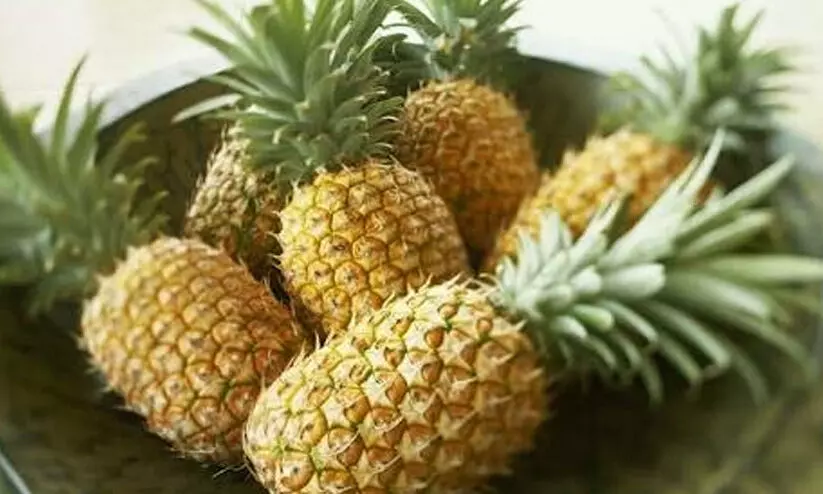 പൈനാപ്പിൾ മൊത്തവിപണിയിൽ വില 22; സാ​ധാ​ര​ണ​ക്കാ​ര​ന് ലഭിക്കുന്നത് 40 മുതൽ55 രൂപയ്ക്ക് വരെ; ഇ​ട​നി​ല​ക്കാ​രു​ടെ ചൂ​ഷ​ണ​മെ​ന്ന്​ ക​ർ​ഷ​ക​ർ