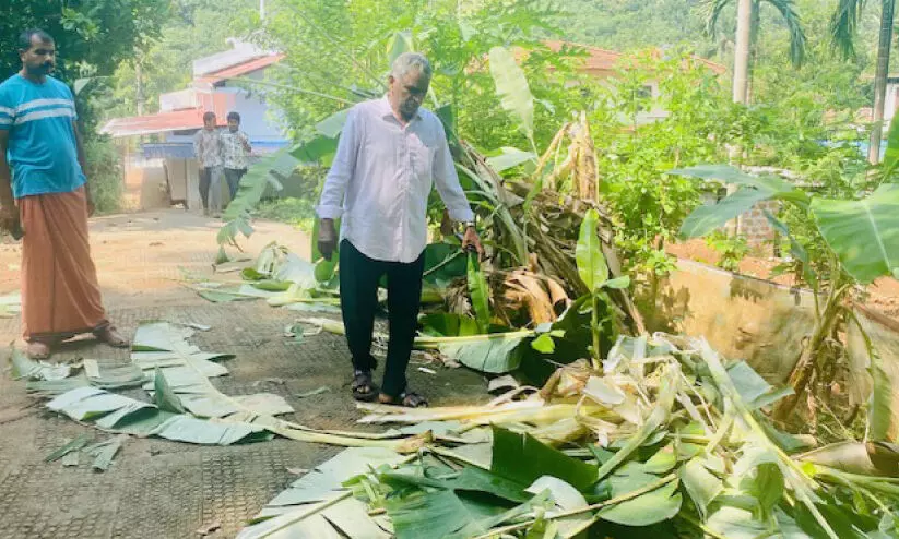 എടപ്പുഴയിൽ രണ്ടാം ദിവസവും കാട്ടാനവ്യാപക കൃഷിനാശം