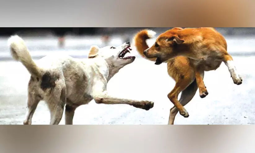 ഉദ്ഘാടനത്തിനൊരുങ്ങുന്ന പെരുവള്ളൂർ സ്റ്റേഡിയം പരിസരം തെരുവുനായ്ക്കളുടെ വിഹാര കേന്ദ്രം ഉദ്ഘാടനത്തിനൊരുങ്ങുന്ന പെരുവള്ളൂർ സ്റ്റേഡിയം പരിസരം തെരുവുനായ്ക്കളുടെ വിഹാര കേന്ദ്രം