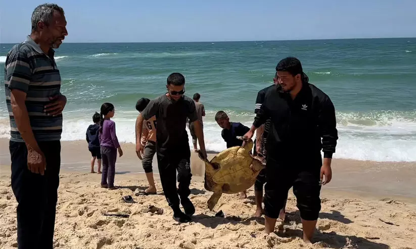 കടുത്ത ഉപരോധവും വെടിവെപ്പും; വിശപ്പ് സഹിക്കാനാവാതെ കടലാമയുടെ മാംസം ഭക്ഷിച്ച് ഗസ്സയിലെ ജനങ്ങൾ കടുത്ത ഉപരോധവും വെടിവെപ്പും; വിശപ്പ് സഹിക്കാനാവാതെ കടലാമയുടെ മാംസം ഭക്ഷിച്ച് ഗസ്സയിലെ ജനങ്ങൾ