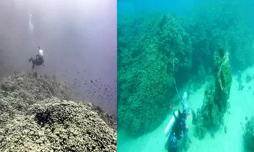 ചെ​ങ്ക​ട​ലി​ൽ 800 വ​ർ​ഷം പ​ഴ​ക്ക​മു​ള്ള കൂ​റ്റ​ൻ പ​വി​ഴ​പ്പു​റ്റു​ക​ളു​ടെ കോ​ള​നി ക​ണ്ടെ​ത്തി