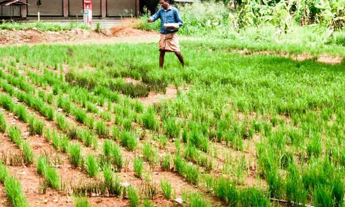 കല്യാണിയും, കബിനിയും, കൃ​ഷ്ണ കാ​മോ​ദും; ഔഷധ നെൽകൃഷിയിൽ വിപ്ലവം സൃഷ്ടിച്ച്​ കർഷകൻ