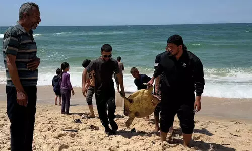 കടുത്ത ഉപരോധവും വെടിവെപ്പും; വിശപ്പ് സഹിക്കാനാവാതെ കടലാമയുടെ മാംസം ഭക്ഷിച്ച് ഗസ്സയിലെ ജനങ്ങൾ