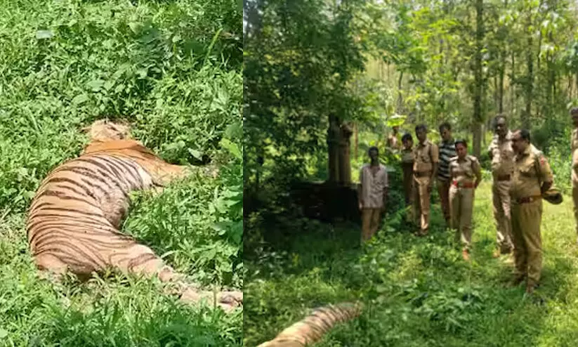 കോന്നിയിൽ കടുവയെ ചത്തനിലയിൽ കണ്ടെത്തി കോന്നിയിൽ കടുവയെ ചത്തനിലയിൽ കണ്ടെത്തി