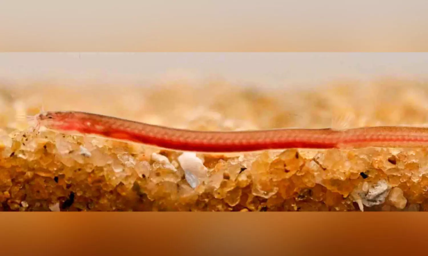 ന​ടു​വ​ണ്ണൂ​രി​ൽ പു​തി​യ ഇ​നം ഭൂ​ഗ​ർ​ഭ മ​ത്സ്യ​ത്തെ ക​ണ്ടെ​ത്തി