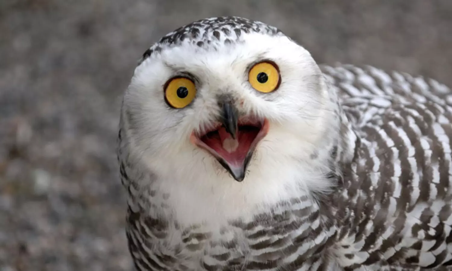 പക്ഷികളുടെ എണ്ണം അതിവേഗം കുറയുന്നു; ആശങ്കയിൽ പരിസ്ഥിതി ഗവേഷകർ