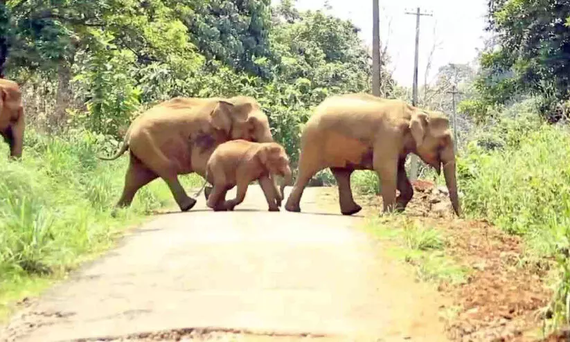 കാട്ടാന തുരത്തൽ യജ്ഞം; 22 ആനകളെ തുരത്തി