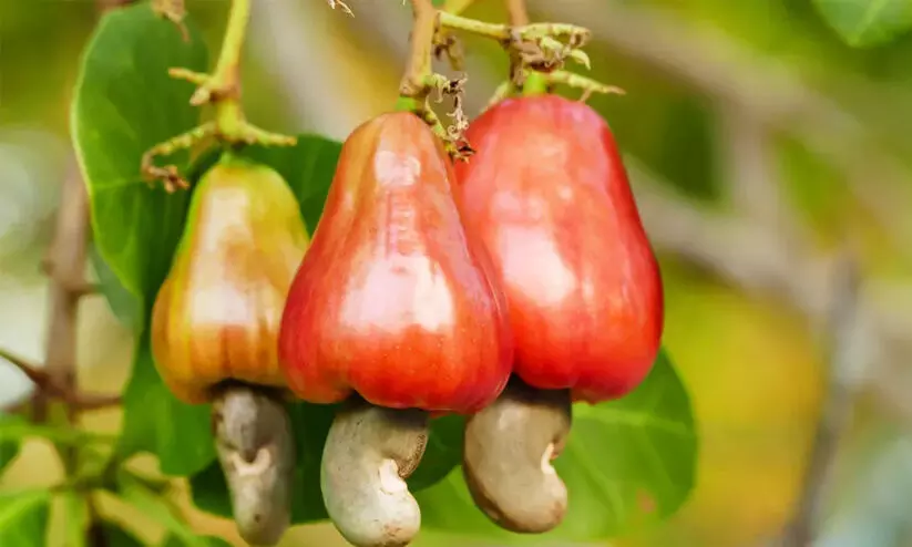 ഉൽപാദനക്കുറവും വിലയിടിവും; കശുവണ്ടിയിൽ കണ്ണീർ ഉൽപാദനക്കുറവും വിലയിടിവും; കശുവണ്ടിയിൽ കണ്ണീർ