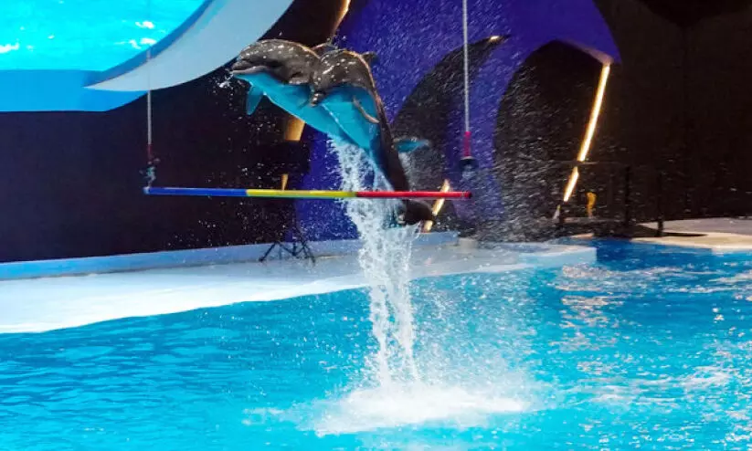 ബോ​ളി​​വാ​ഡ്​ വേ​ൾ​ഡ്​