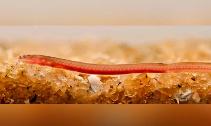 ന​ടു​വ​ണ്ണൂ​രി​ൽ പു​തി​യ ഇ​നം ഭൂ​ഗ​ർ​ഭ മ​ത്സ്യ​ത്തെ ക​ണ്ടെ​ത്തി