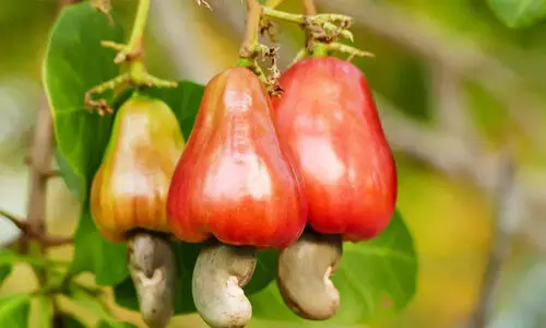 ഉൽപാദനക്കുറവും വിലയിടിവും; കശുവണ്ടിയിൽ കണ്ണീർ