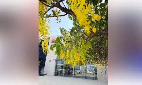 വി​ഷു​ ക​ഴി​ഞ്ഞ​ത​റി​യാ​തെ പൂ​ത്തു​ല​ഞ്ഞ്​ ക​ണി​ക്കൊ​ന്ന​ക​ൾ