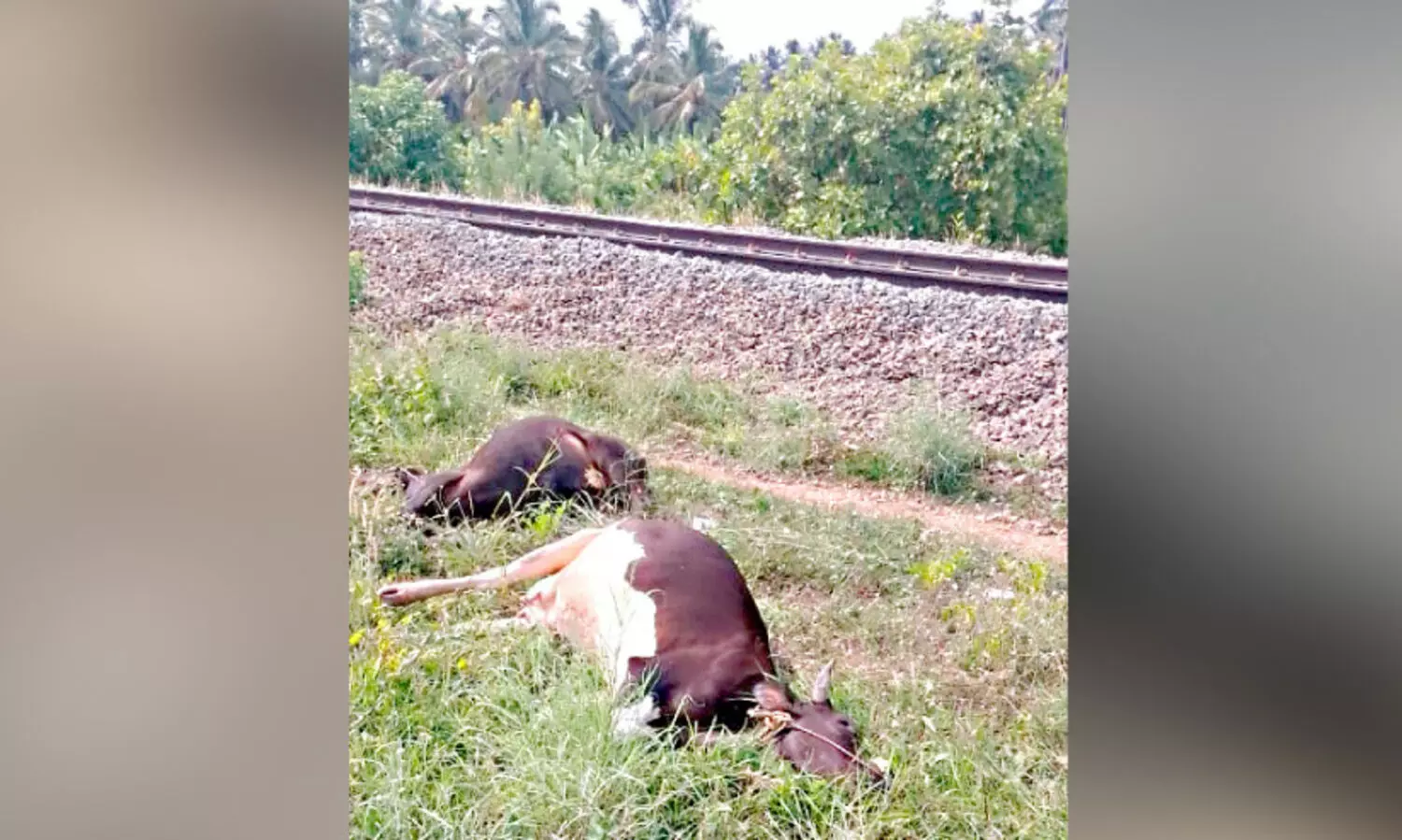 ട്രെ​യി​നു​ക​ൾ ഇ​ടി​ച്ച് മ​ല​മ്പു​ഴ​യി​ൽ ഒ​മ്പ​ത് പ​ശു​ക്ക​ൾ ച​ത്തു