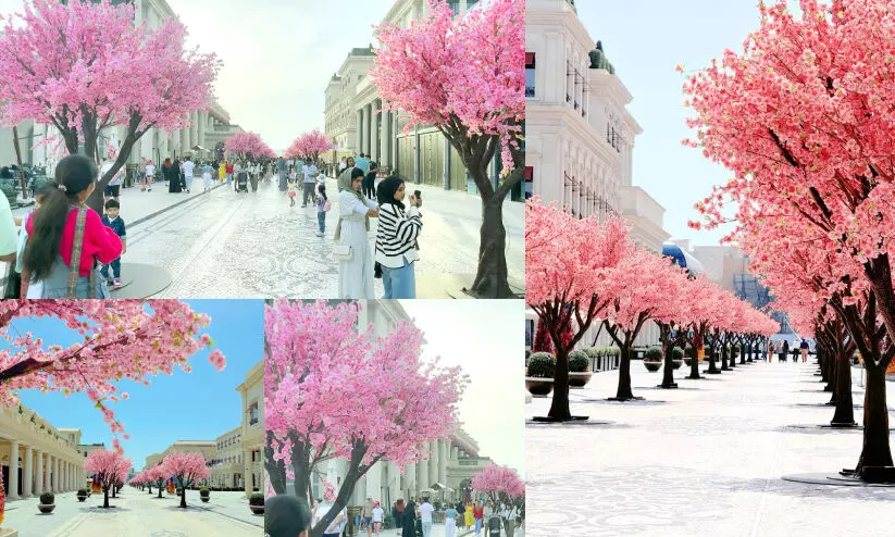 റിയൽ അല്ലെങ്കിലെന്താ... റീൽ നിറയെ ചെറി വസന്തമാണ് റിയൽ അല്ലെങ്കിലെന്താ... റീൽ നിറയെ ചെറി വസന്തമാണ്