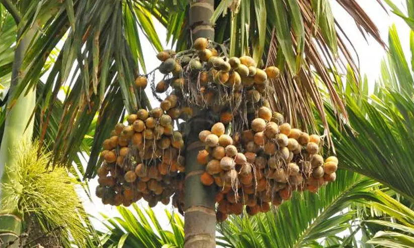 കാലാവസ്ഥ മാറ്റം വിലയുണ്ട്...വിളവില്ല കാലാവസ്ഥ മാറ്റം വിലയുണ്ട്...വിളവില്ല