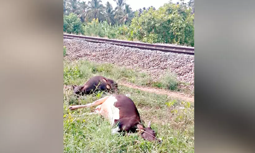 ട്രെ​യി​നു​ക​ൾ ഇ​ടി​ച്ച് മ​ല​മ്പു​ഴ​യി​ൽ ഒ​മ്പ​ത് പ​ശു​ക്ക​ൾ ച​ത്തു