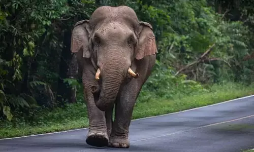 മൂന്നര കോടിയുടെ കയർ വേലി തകർത്ത് കാട്ടാനകളുടെ വിളയാട്ടം