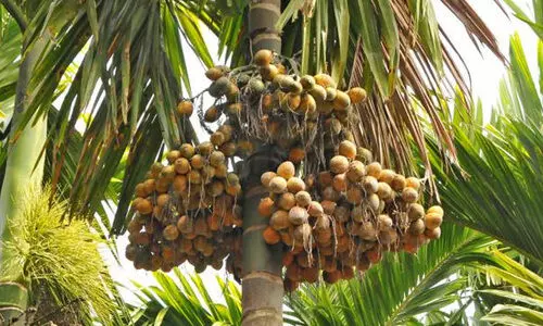 കാലാവസ്ഥ മാറ്റം വിലയുണ്ട്...വിളവില്ല