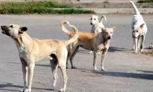 പേവിഷബാധയേറെയും തെരുവുനായ്ക്കളുടെ കടിയേറ്റ്​