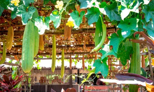 കണ്ണൂരിലെ കൃഷി വേറെ ലെവൽ കണ്ണൂരിലെ കൃഷി വേറെ ലെവൽ