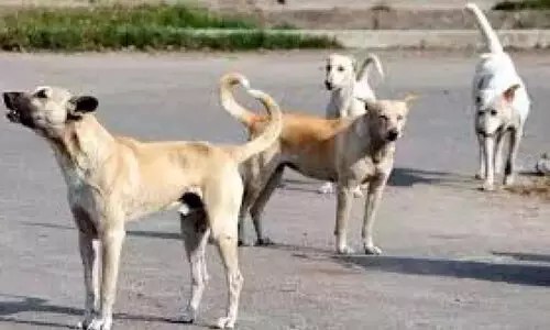 തെരുവുകൾ കൈയടക്കി നായ്ക്കൾ; ആശങ്ക വർധിക്കുന്നു തെരുവുകൾ കൈയടക്കി നായ്ക്കൾ; ആശങ്ക വർധിക്കുന്നു