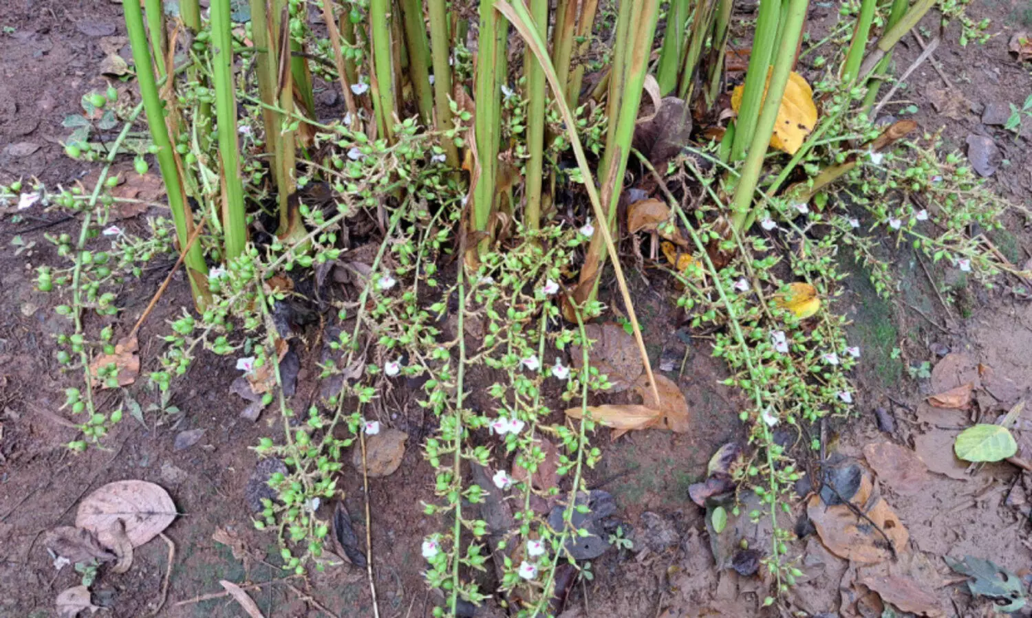 ഏലം മോഷ്ടാക്കൾ വിലസുന്നു