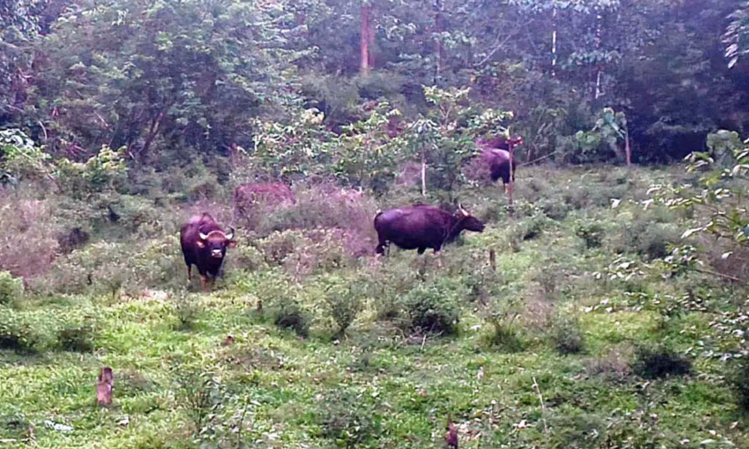 കുളത്തൂപ്പുഴയിൽ കാട്ടുപോത്തുകളെ ഭയന്ന് ജനം