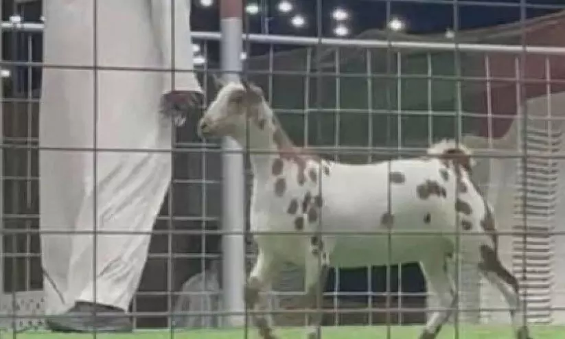 താ​ര​മാ​യി ‘സ​ലാ​ലി’ ആ​ട്; ലേ​ല​ത്തി​ൽ ല​ഭി​ച്ച​ത്​ 16 ല​ക്ഷം