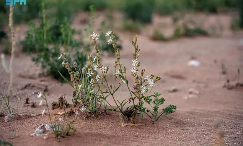 പൂ​ത്തു​ല​ഞ്ഞ് അ​പൂ​ർ​വ മ​രു​ഭൂ സ​സ്യം   ‘സൈ​ലീ​ൻ അ​റ​ബി​ക്ക’