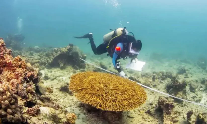സമുദ്ര പരിസ്ഥിതി സംരക്ഷണം; സൗദി ചെങ്കട ൽ തീരത്ത് ജൈവവൈവിധ്യ സർവേക്ക് തുടക്കം സമുദ്ര പരിസ്ഥിതി സംരക്ഷണം; സൗദി ചെങ്കട ൽ തീരത്ത് ജൈവവൈവിധ്യ സർവേക്ക് തുടക്കം