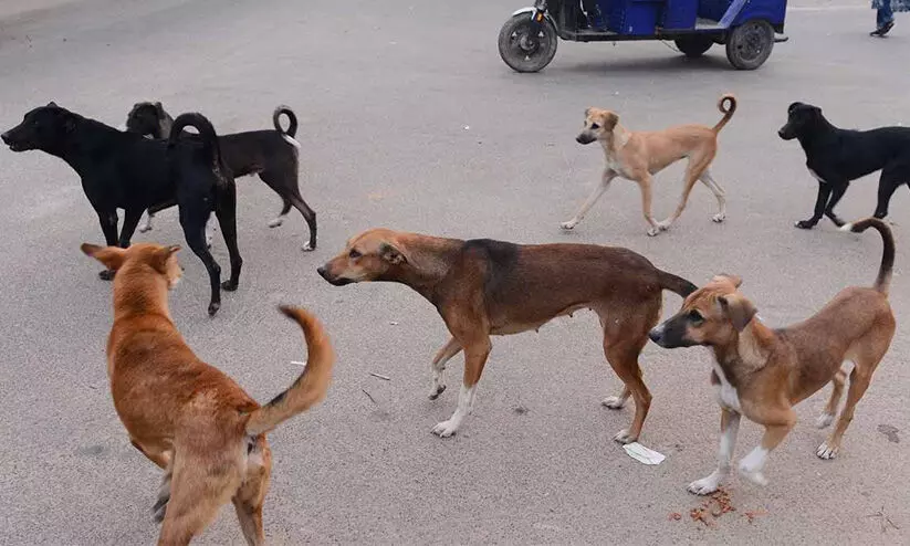 വ​ന്ധ്യം​ക​ര​ണ​വും കു​ത്തി​വെ​പ്പു​മി​ല്ല, തെ​രു​വുനാ​യ്​ നി​യ​ന്ത്ര​ണം പാ​ളി