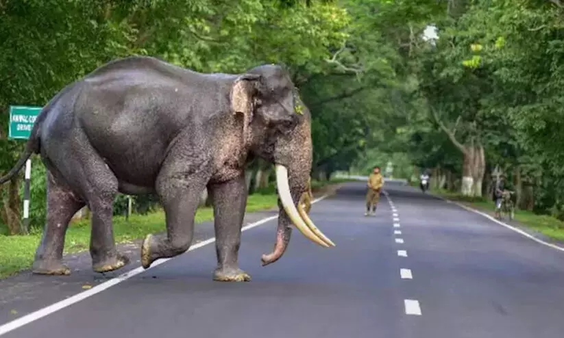 വനാതിര്ത്തി ഗ്രാമങ്ങളിലെ കാട്ടാന ശല്യം; വൈദ്യുതി വിതരണത്തിന് കേബിൾ ലൈൻ വേണമെന്ന് നാട്ടുകാർ വനാതിര്ത്തി ഗ്രാമങ്ങളിലെ കാട്ടാന ശല്യം; വൈദ്യുതി വിതരണത്തിന് കേബിൾ ലൈൻ വേണമെന്ന് നാട്ടുകാർ